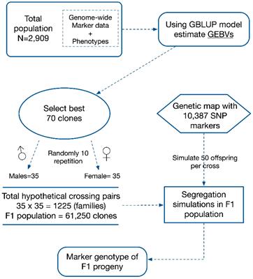 Optimising clonal performance in sugarcane: leveraging non-additive effects via mate-allocation strategies